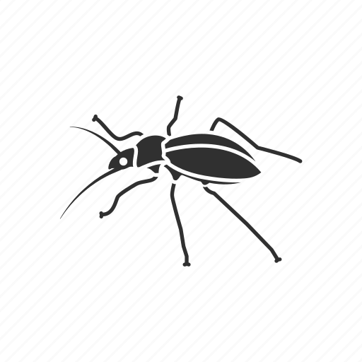 Animal, bug, cockroach, insect, pest, ship cockroach, waterbug icon - Download on Iconfinder