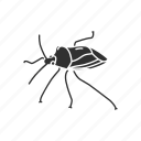 animal, beetle, bug, insect, pest, shield bug, stink bug