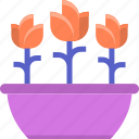 flower, tulips