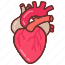 heart, pump, muscular, organ, cardiac, tubes, arteries, veins, valves