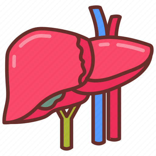Liver, solid, organ, human, vein, artery, spleen icon - Download on Iconfinder
