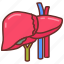 liver, solid, organ, human, vein, artery, spleen 