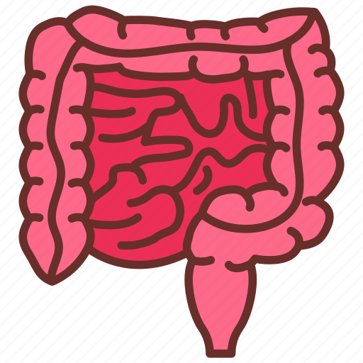 Intestines, small, intestine, large, excretory, system, anas icon - Download on Iconfinder