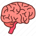 brain, mind, body, part, organ, internal, system, structure