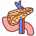 pancreas, digestive, enzymes, part, system, medical, field, study