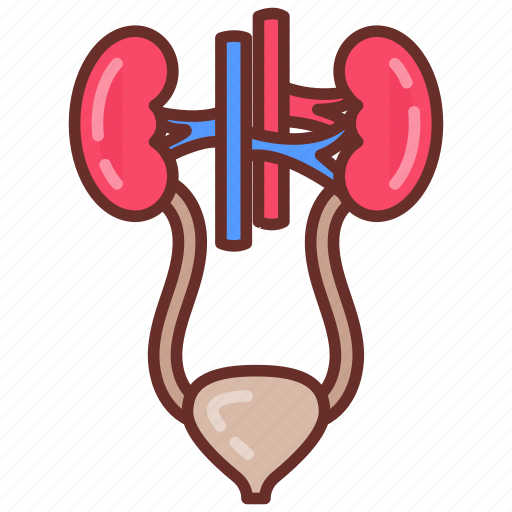 Urinary, system, kidney, bladder, arteries, veins, excretory icon - Download on Iconfinder