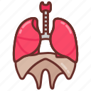 diaphragm, lungs, bone, organ, structure, respiratory, system, breathing, organs