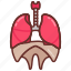 diaphragm, lungs, bone, organ, structure, respiratory, system, breathing, organs 