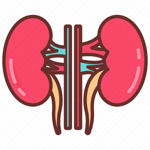 Kidney, nephron, renal, urea, tubes, artery, filtration icon - Download on Iconfinder