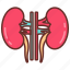 kidney, nephron, renal, urea, tubes, artery, filtration, system 