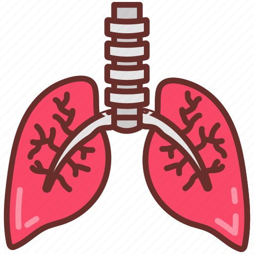 Bronchi, respiration, trachea, lungs, primary icon - Download on Iconfinder