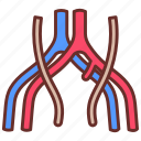 common, iliac, vein, lumbar, artery, capillary