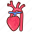 brachiocephalic, artery, heart, human, organ, body, part 