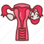 corpus, luteum, ovary, menstrual, cycle, ovarian, structure, hormonal, regulation 