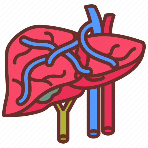 Portal, vein, liver, spleen, veins, capillaries icon - Download on Iconfinder