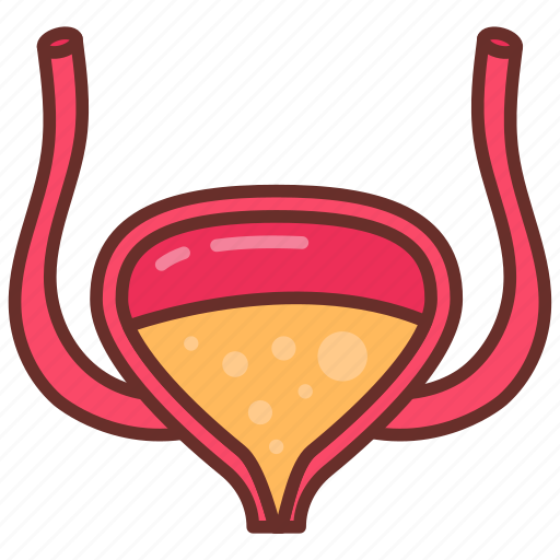 Bladder, urinary, system, function, excretory, urine icon - Download on Iconfinder