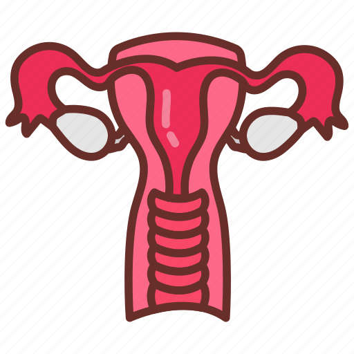 Uterus, bladder, female, system, internal, reproductive, organ icon - Download on Iconfinder