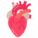 heart, pump, muscular, organ, cardiac, tubes, arteries, veins, valves