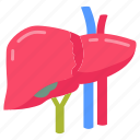 liver, solid, organ, human, vein, artery, spleen