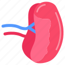 spleen, internal, organ, human, part, vein, artery