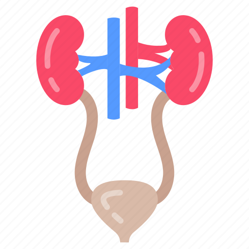 Urinary, system, kidney, bladder, arteries, veins, excretory icon - Download on Iconfinder