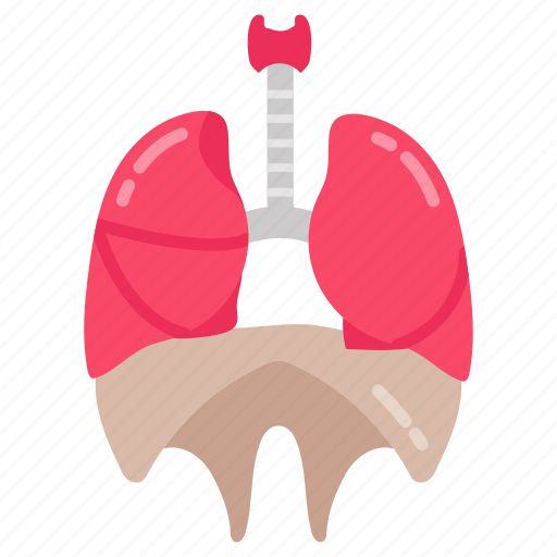 Diaphragm, lungs, bone, organ, structure, respiratory, system icon - Download on Iconfinder