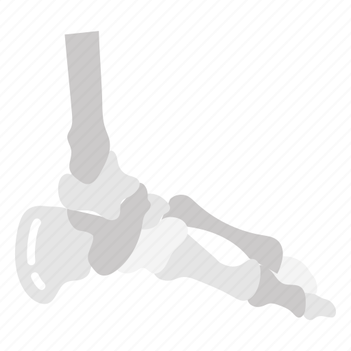 Feet, bone, skeleton, ankle icon - Download on Iconfinder