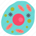 human, cell, membrane, nucleus, organelles, cytoplasm