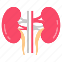 3, kidney, nephron, renal, urea, tubes, artery, filtration, system