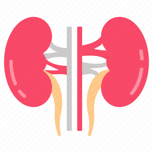 3, kidney, nephron, renal, urea, tubes, artery icon - Download on Iconfinder