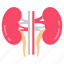 3, kidney, nephron, renal, urea, tubes, artery, filtration, system 
