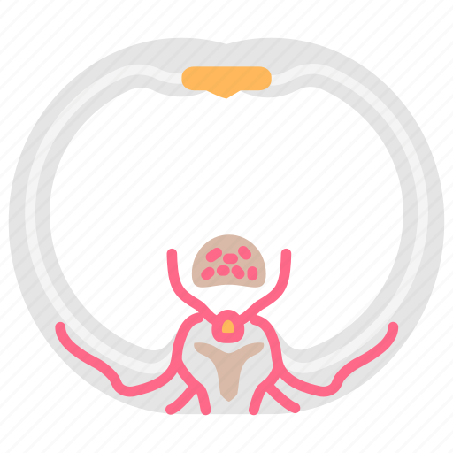 Intercostal, nerves, internal, structure, human, organ, space icon - Download on Iconfinder