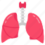 lungs, respiratory, oxygenation, cancer, breathing, system, body, parts, bronchial 