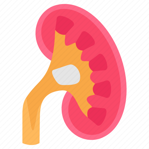 Renal, pelvis, kidney, vein, filtration, system icon - Download on Iconfinder