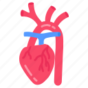 brachiocephalic, artery, heart, human, organ, body, part