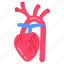 brachiocephalic, artery, heart, human, organ, body, part 