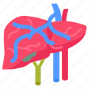 portal, vein, liver, spleen, veins, capillaries