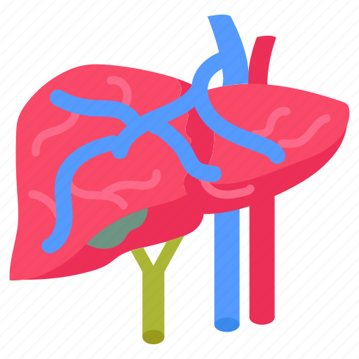 Portal, vein, liver, spleen, veins, capillaries icon - Download on Iconfinder