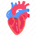 heart, blood, circulation, cardiovascular, system, vessels, circulatory