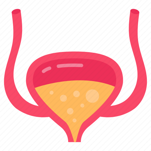 Bladder, urinary, system, function, excretory, urine icon - Download on Iconfinder