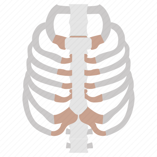 Fibia, long, bone, tibia, knee, joint, fibula icon - Download on Iconfinder