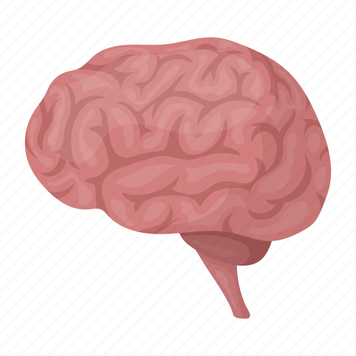 Anatomy, brain, internal, medicine, nerve, organ, person icon - Download on Iconfinder