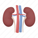 anatomy, filter, internal, kidney, medicine, organ, person