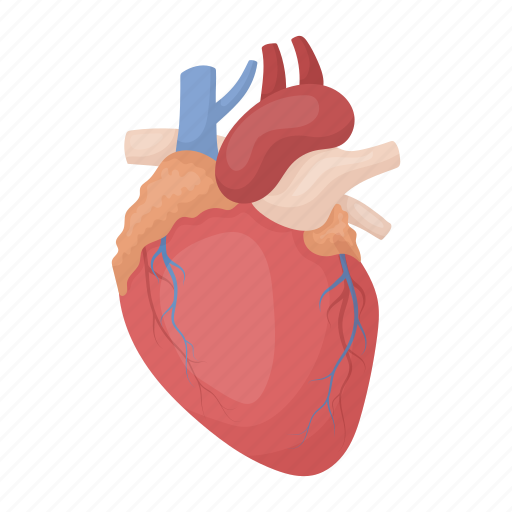 Anatomy, aorta, heart, internal, medicine, organ, person icon - Download on Iconfinder