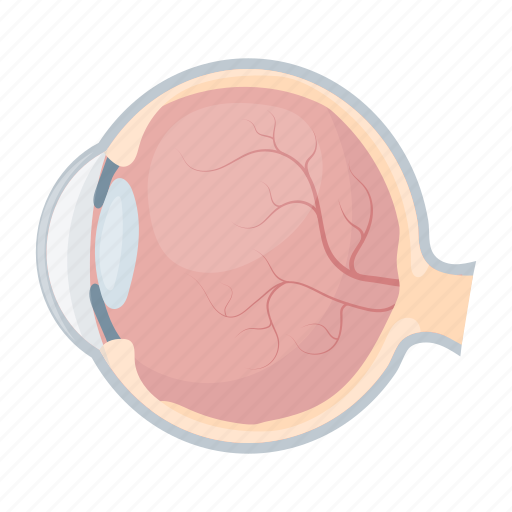 Anatomy, eyeball, internal, medicine, organ, person icon - Download on Iconfinder
