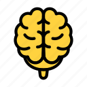 brain, mind, human, internal, organ