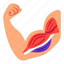 arm, muscle, bicep, human, organ