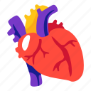 heart, organs, cardiology, internal
