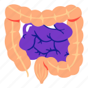 intestine, digestive, appendix, body, internal