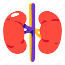 kidneys, kidney, urinate, human, organs, organ, body